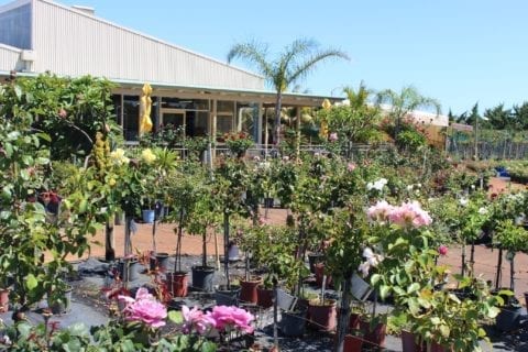 Café Bloom at Roworth’s Rose Nursery