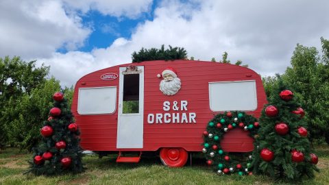 S&R Orchard Christmas and Fruit Picking Festival