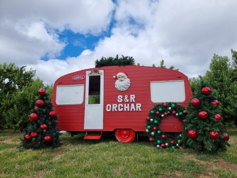S&R Orchard Christmas and Fruit Picking Festival